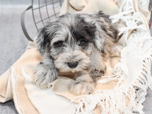[#36689] Blue Merle Male Schnoodle Puppies For Sale