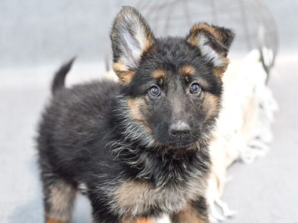 German Shepherd Dog Female Blk and Tan 36690 Petland Novi, Michigan