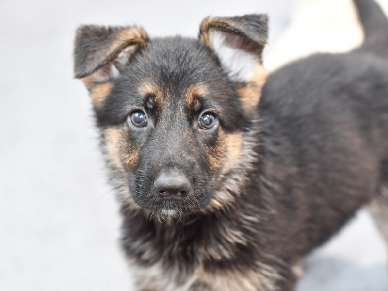 German Shepherd - 36691 Image #1