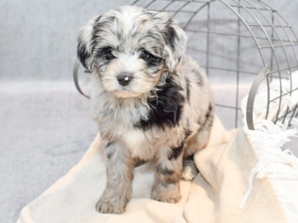 Miniature Aussidoodle-Dog-Female-Blue Merle-36694-Petland Novi, Michigan