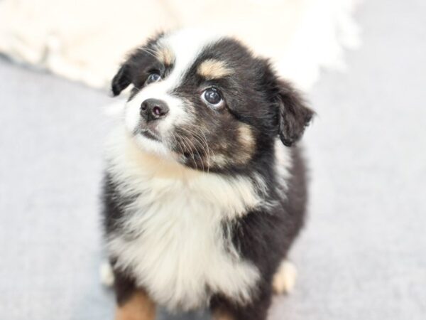 [#36695] Tri Female Miniature Australian Shepherd Puppies For Sale