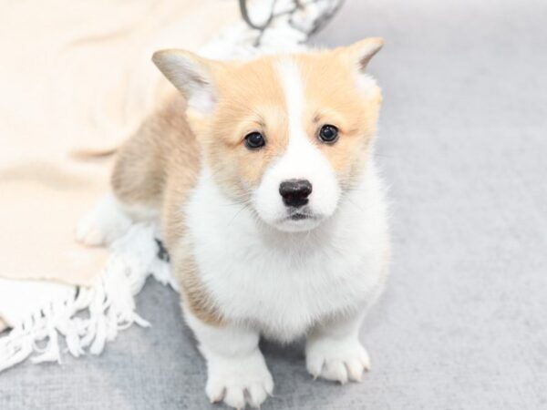 Pembroke Welsh Corgi Dog Male Red Wh 36696 Petland Novi, Michigan