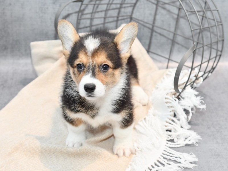 Pembroke Welsh Corgi - 36697 Image #1