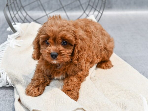 Cavapoo Dog Male Red 36721 Petland Novi, Michigan