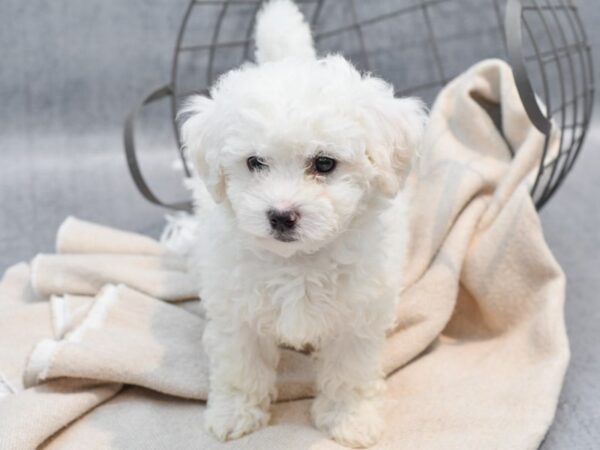 Bichon Frise Dog Male White 36702 Petland Novi, Michigan