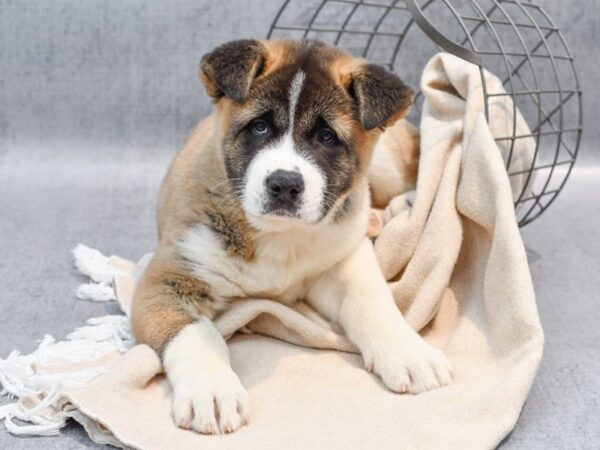 [#36703] Brown / White Male Akita Puppies For Sale