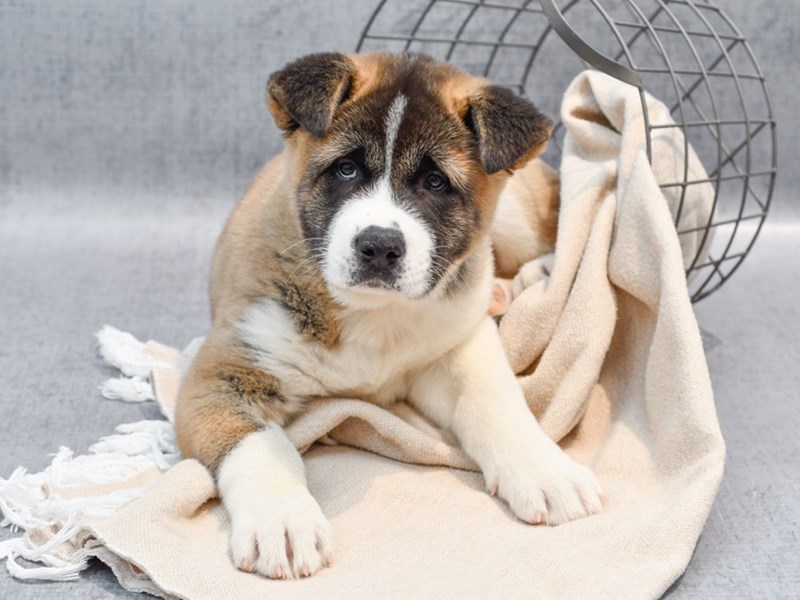 Akita - 36703 Image #1