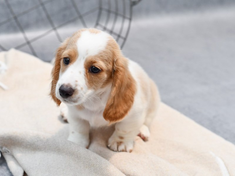 Dachshund - 36704 Image #1