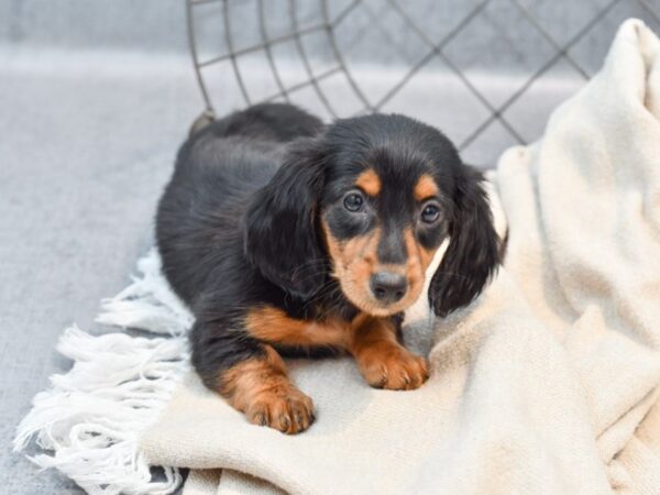 Dachshund Dog Female Black Tan 36706 Petland Novi, Michigan