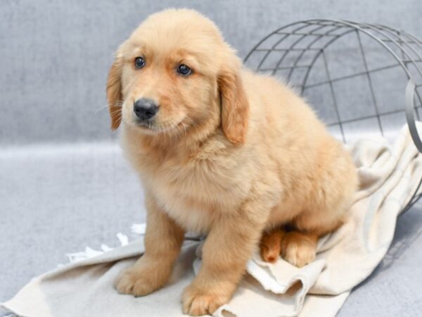 [#36707] Golden Male Golden Retriever Puppies For Sale