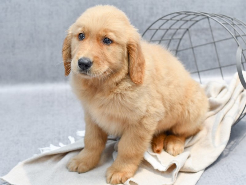 Golden Retriever - 36707 Image #1