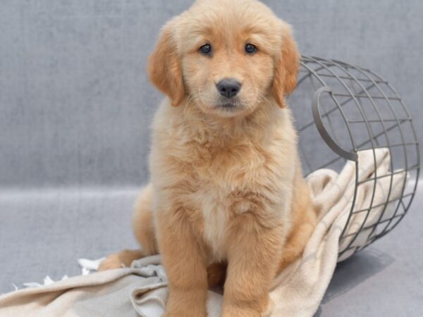 [#36708] Golden Female Golden Retriever Puppies For Sale