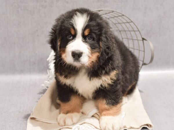 Bernese Mountain Dog-Dog-Male-Black White / Tan-36709-Petland Novi, Michigan