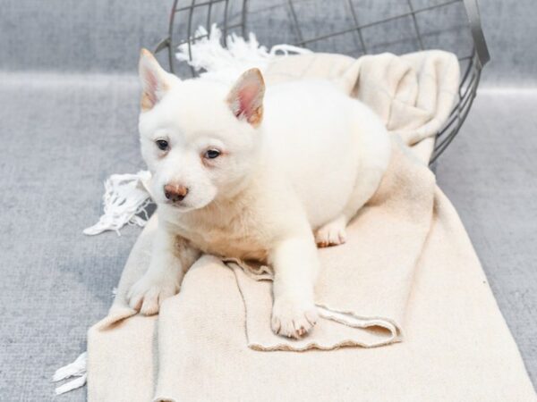 [#36710] Cream Female Shiba Inu Puppies For Sale