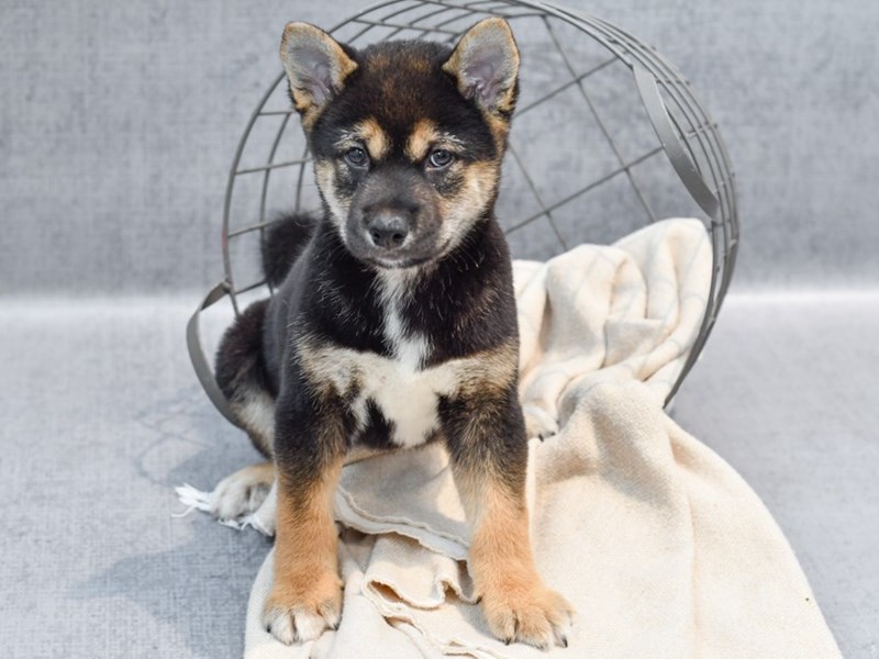 Shiba Inu - 36711 Image #1
