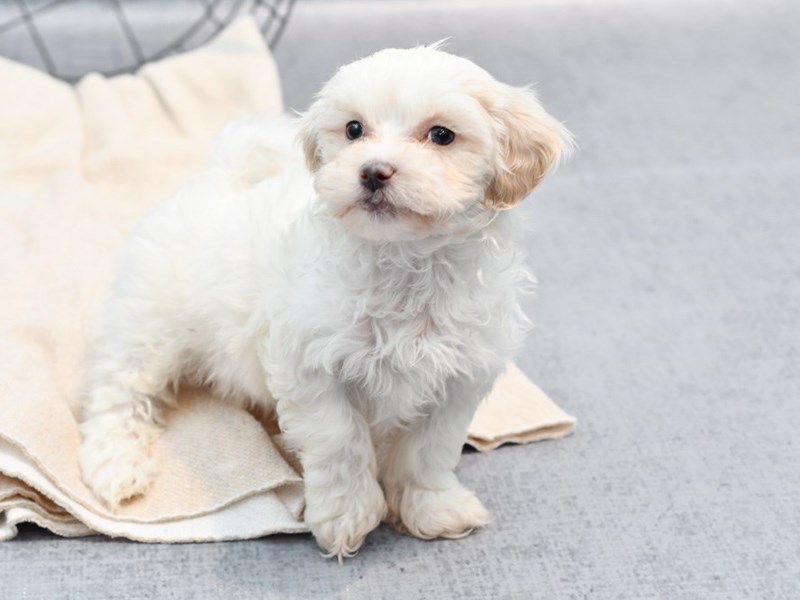 Teddy Bear - 36712 Image #1