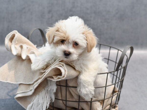 [#36713] Cream Female Maltipoo Puppies For Sale