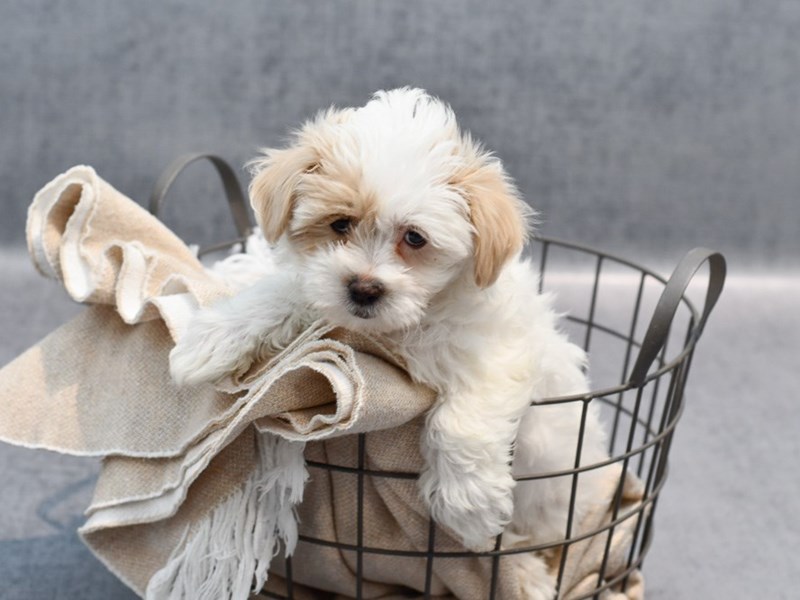 Maltipoo - 36713 Image #1