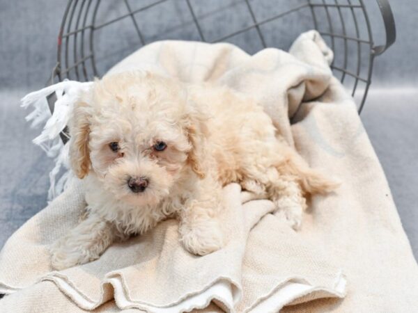 [#36714] Cream Female Bichapoo Puppies For Sale