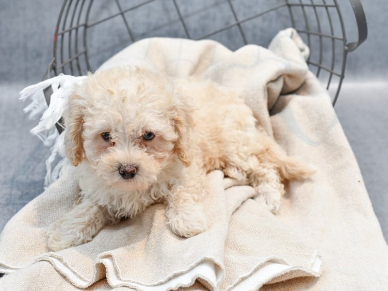 Bichapoo - 36714 Image #1