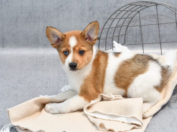 Papsky-Dog-Male-Sable / White-36718-Petland Novi, Michigan