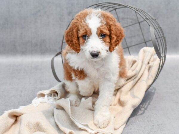 [#36722] Red And White Female Mini Aussie Poo Puppies For Sale