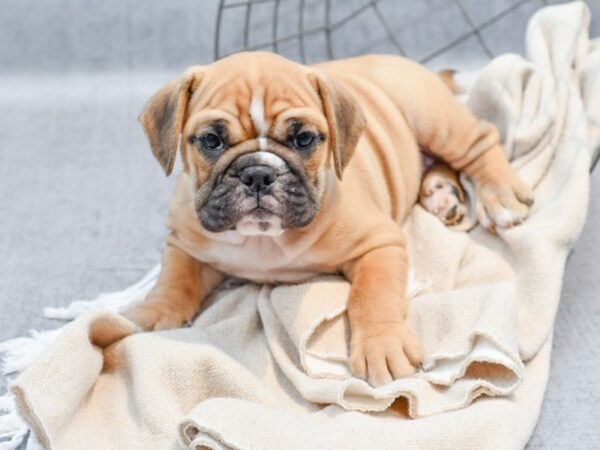 Mini Bulldog-Dog-Female-Fawn / White-36723-Petland Novi, Michigan