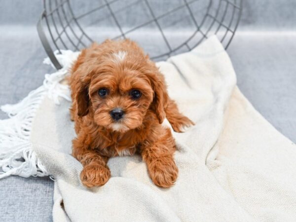 [#36720] Red Female Cavapoo Puppies For Sale