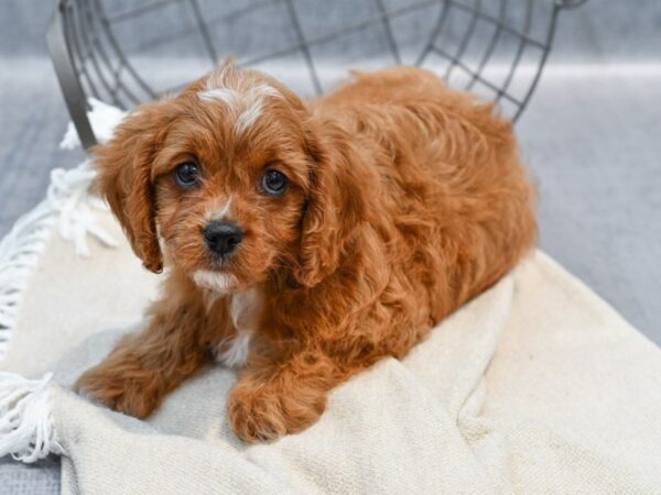 [#36719] Red Female Cavapoo Puppies For Sale