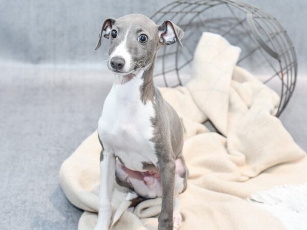 Italian Greyhound-Dog-Male-Blue / White-36724-Petland Novi, Michigan