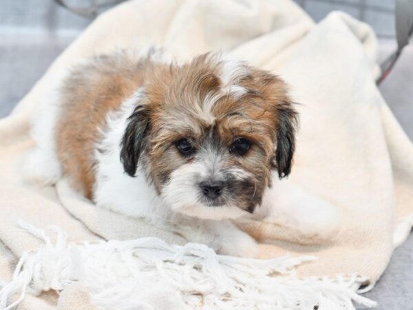 Teddy Bear Dog Male Brown / White 36725 Petland Novi, Michigan