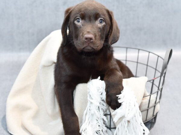 Labrador Retriever Dog Female Chocolate 36736 Petland Novi, Michigan