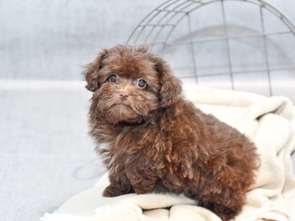 Havapoo-Dog-Female-Choc & White-36742-Petland Novi, Michigan