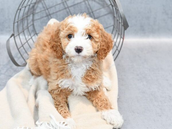 Cavapoo Dog Female Red & White 36748 Petland Novi, Michigan