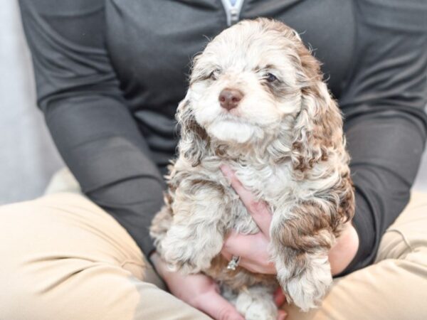 [#36565] Chocolate Merle Male Cockapoo Puppies For Sale
