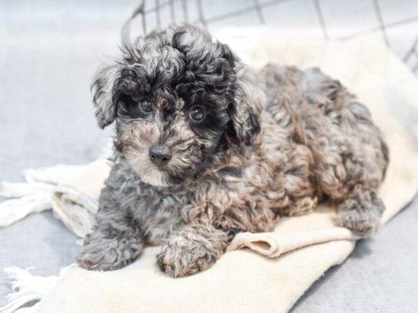 [#36598] Black Male Miniature Poodle Puppies For Sale