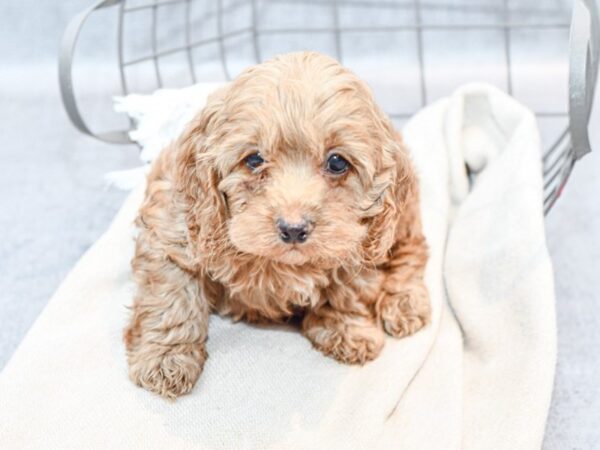 [#36624] Red Male Cockapoo Puppies For Sale