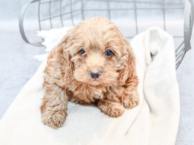 Cockapoo - 36624 Image #1