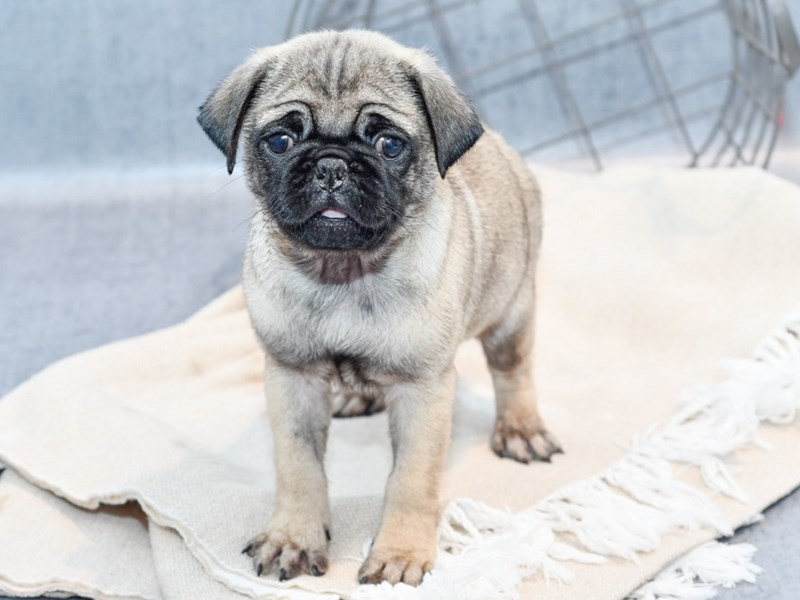 Pug - 36627 Image #1