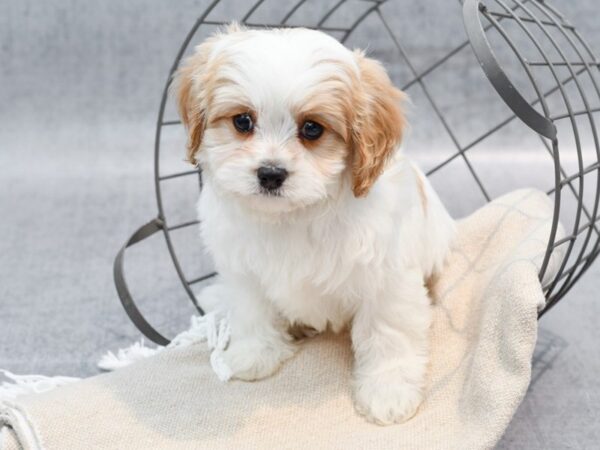 [#36593] White Male Cavachon Puppies For Sale