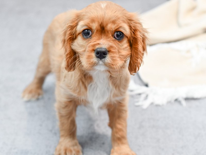 Cavalier King Charles Spaniel - 36613 Image #1