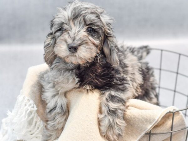 [#36636] Blue Merle Female Miniature Goldendoodle Puppies For Sale