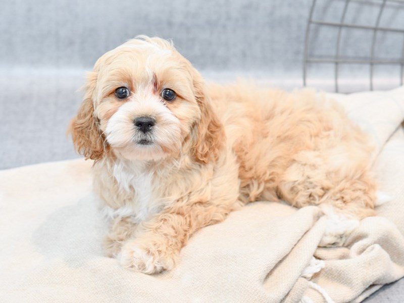 Shihpoo - 36653 Image #1
