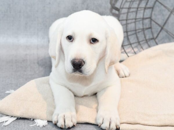 [#36664] Yellow Male Labrador Retriever Puppies For Sale