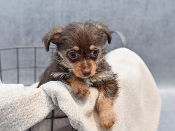 [#36665] Chocolate / Tan Female Chipoo Puppies For Sale