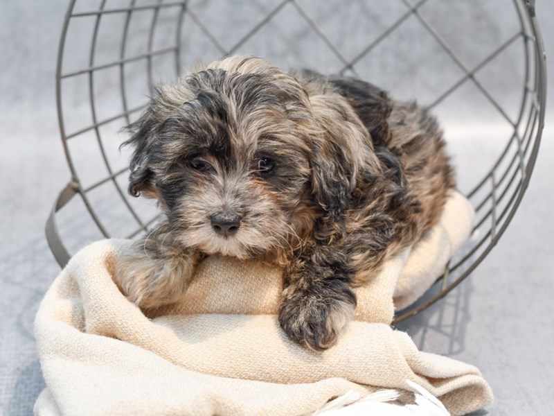 Daisy Dog - 36672 Image #1