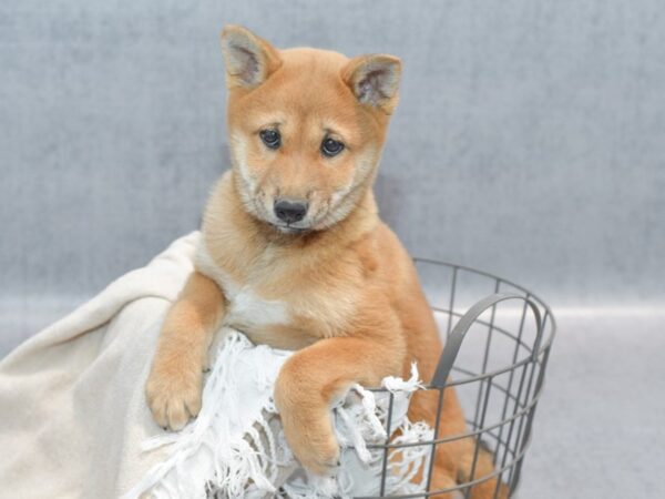 [#36680] Red Sesame Female Shiba Inu Puppies For Sale