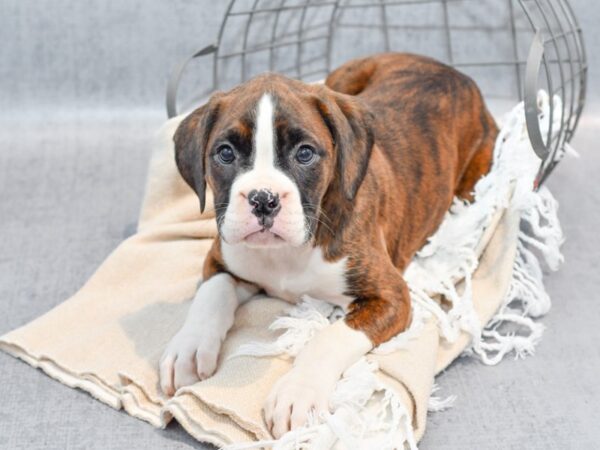 [#36681] Brindle Female Boxer Puppies For Sale