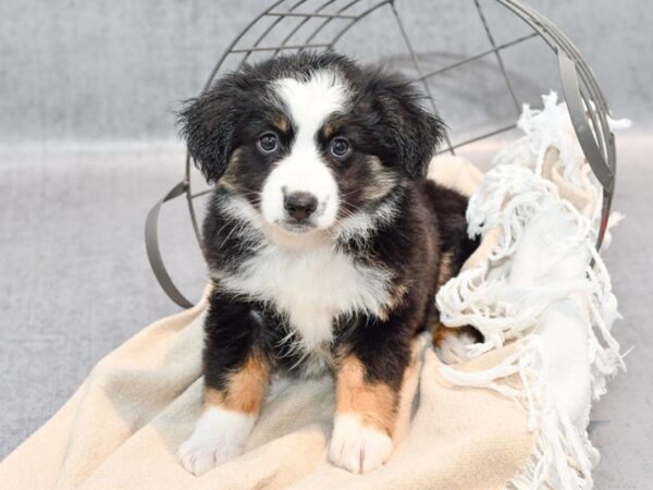 [#36687] Black Tan / White Female Miniature Australian Shepherd Puppies For Sale