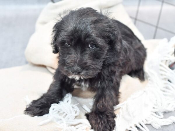 [#36688] Black Male Schnoodle Puppies For Sale